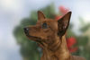 Zwergpinscher Foto: Tristan, Deckrüde (ID 31950) Zwergpinscher Hund
