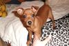 Zwergpinscher Foto: TRISTAN 12 wochen!! (ID 19906) Zwergpinscher Hund