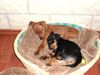 Zwergpinscher Foto: TRISTAN 12 wochen, EMMA 8wochen!! (ID 19907) Zwergpinscher Hund
