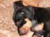 Zwergpinscher Foto: EMMA 8wochen!! (ID 19908) Zwergpinscher Hund