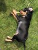 Zwergpinscher Foto: little emma (12 wochen) (ID 20718) Zwergpinscher Hund