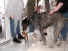 Zwergpinscher Foto: größter und kleinster der ausstellung i. steinfurt (ID 20715) Zwergpinscher Hund