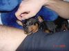Zwergpinscher Foto: Wotan von Lexow 8 Wochen (ID 6570) Zwergpinscher Hund
