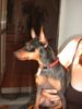 Zwergpinscher Foto: Lucky mit 1 Jahr (ID 13530) Zwergpinscher Hund