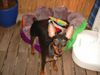 Zwergpinscher Foto: Lucky mit 1 Jahr (ID 13532) Zwergpinscher Hund