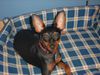 Zwergpinscher Foto: Lucky mit 1 Jahr (ID 13531) Zwergpinscher Hund