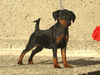 Zwergpinscher Hund