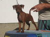 Zwergpinscher Hund