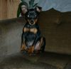 Zwergpinscher Foto: Wotan von Lexow (ID 6751) Zwergpinscher Hund
