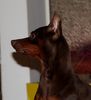 Zwergpinscher Hund