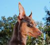 Zwergpinscher Hund