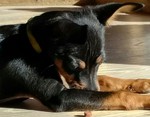 Zwergpinscher Hund