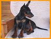 Zwergpinscher Foto: Angel vom Camp Achensee (ID 1627) Zwergpinscher Hund