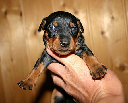 Zwergpinscher Hunde Foto 34985 in höherer Auflösung ansehen Zwergpinscher Qe-Sera vom Camp Achensee