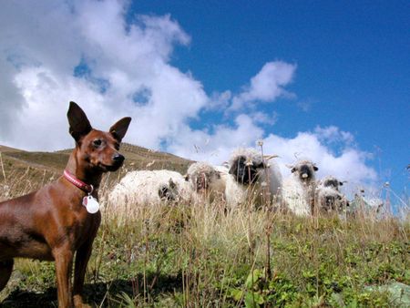 Zwergpinscher Hunde Foto 35382 in höherer Auflösung ansehen Zwergpinscher Hütequille