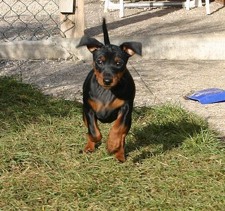 Zwergpinscher Hunde Foto 36518 in höherer Auflösung ansehen Zwergpinscher Rubin vom Camp Achensee ca. 3 Monate