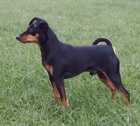 Zwergpinscher Hunde Foto 30524 in höherer Auflösung ansehen Zwergpinscher Rusty von der Porta