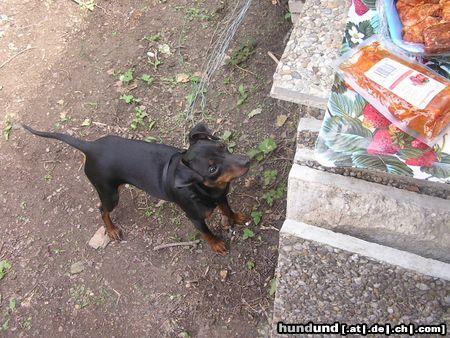 Zwergpinscher Hunde Foto 22650 in höherer Auflösung ansehen Zwergpinscher Das muss der Hundehimmel sein ;)