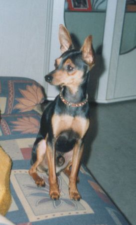 Zwergpinscher Hunde Foto 2396 Zwergpinscher Sammy