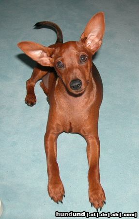Zwergpinscher Hunde Foto 24132 Zwergpinscher