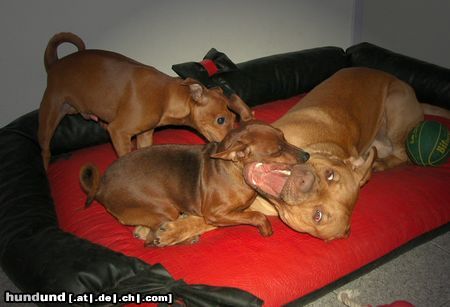 Zwergpinscher Hunde Foto 16567 in höherer Auflösung ansehen Zwergpinscher Schmusi mit dem Großen