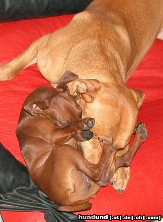 Zwergpinscher Hunde Foto 16568 in höherer Auflösung ansehen Zwergpinscher Hundeliebe