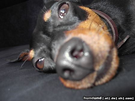 Zwergpinscher Hunde Foto 21866 in höherer Auflösung ansehen Zwergpinscher Lucky