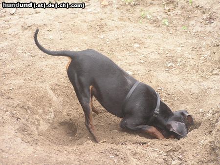 Zwergpinscher Hunde Foto 22652 in höherer Auflösung ansehen Zwergpinscher Da muss die Maus doch irgendwo sein !