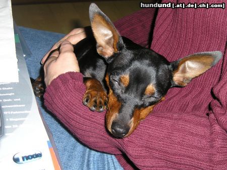 Zwergpinscher Hunde Foto 20087 Zwergpinscher siri 9 monate alt
