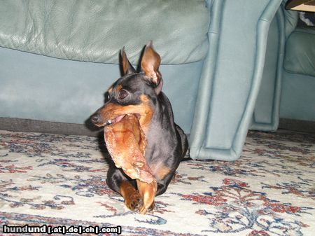 Zwergpinscher Hunde Foto 20212 Zwergpinscher