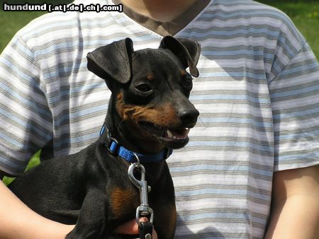 Zwergpinscher Hunde Foto 21494 in höherer Auflösung ansehen Zwergpinscher Das bin ich - Snoopy aus Wien (jetzt 11 Monate)
