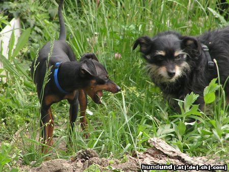 Zwergpinscher Hunde Foto 21493 in höherer Auflösung ansehen Zwergpinscher Gras schmeckt gut - naja, wie du meinst
