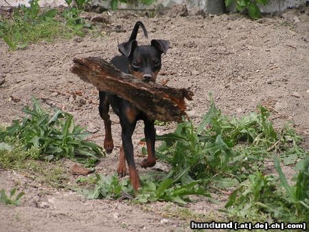 Zwergpinscher Hunde Foto 21492 in höherer Auflösung ansehen Zwergpinscher da schaut her was ich da habe