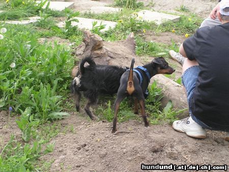 Zwergpinscher Hunde Foto 21491 in höherer Auflösung ansehen Zwergpinscher was hast du denn da gutes ?