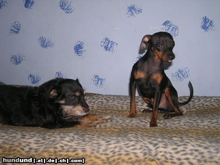 Zwergpinscher Hunde Foto 21489 in höherer Auflösung ansehen Zwergpinscher huch ;)