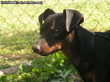 Zwergpinscher Hunde Foto 22654 in höherer Auflösung ansehen Zwergpinscher - Snoopy -