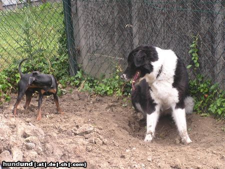 Zwergpinscher Hunde Foto 22653 in höherer Auflösung ansehen Zwergpinscher Da, hast du die Maus auch gesehen?