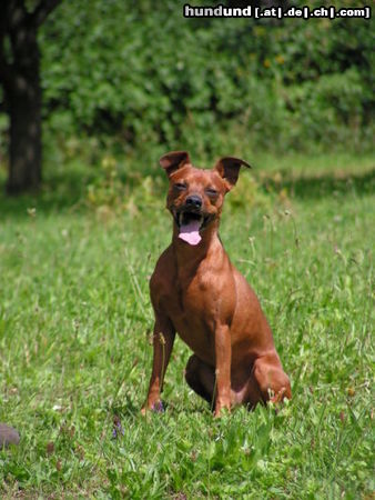 Zwergpinscher Thor 