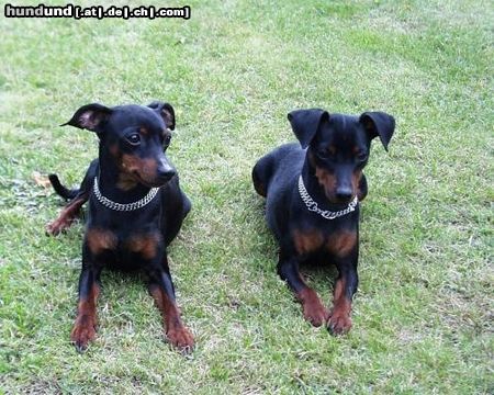 Zwergpinscher Hunde Foto 2860 Zwergpinscher Unsere 2 Rehpinscher vom Aichelberg, Lilli & Floh