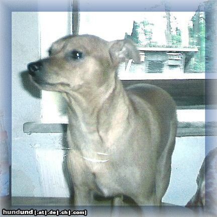 Zwergpinscher Hunde Foto 10888 Zwergpinscher Pepe