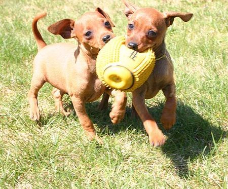 Zwergpinscher Hunde Foto 38014 in höherer Auflösung ansehen Zwergpinscher Welpen vom Camp Achensee