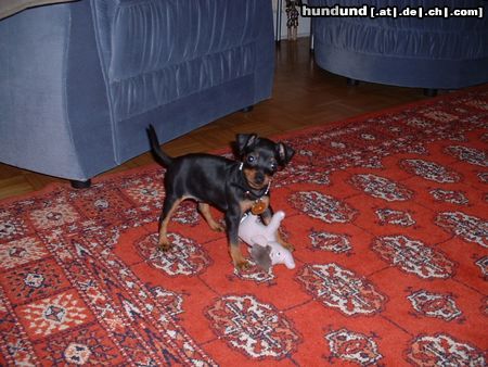 Zwergpinscher Hunde Foto 6511 Zwergpinscher Sindy aus Villach