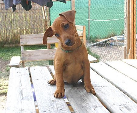 Zwergpinscher Hunde Foto 38013 in höherer Auflösung ansehen Zwergpinscher Versace vom Camp Achensee
