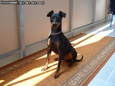 Zwergpinscher Hunde Foto 13389 Zwergpinscher Ares von Mehrhof