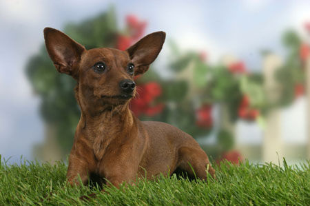 Zwergpinscher Hunde Foto 31952 in höherer Auflösung ansehen Zwergpinscher Tristan, Deckrüde