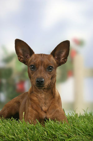 Zwergpinscher Hunde Foto 31951 in höherer Auflösung ansehen Zwergpinscher Tristan, Deckrüde