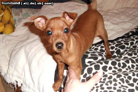 Zwergpinscher Hunde Foto 19906 Zwergpinscher TRISTAN 12 wochen!!