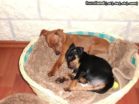 Zwergpinscher Hunde Foto 19907 Zwergpinscher TRISTAN 12 wochen, EMMA 8wochen!!