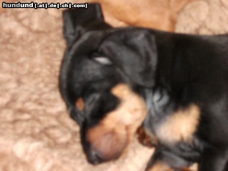 Zwergpinscher Hunde Foto 19908 Zwergpinscher EMMA 8wochen!!