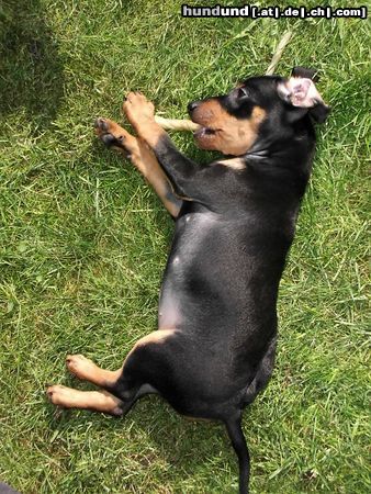 Zwergpinscher Hunde Foto 20718 Zwergpinscher little emma (12 wochen)